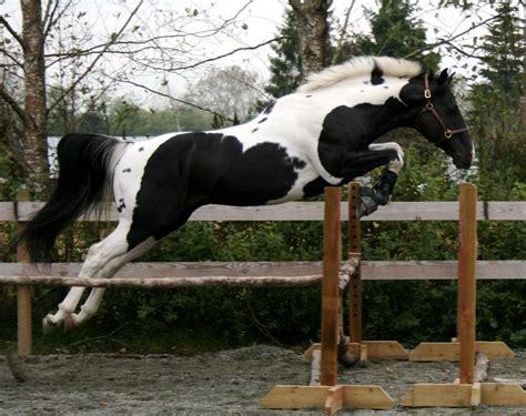 17 Best images about Paint Horses on Pinterest | Paint, Ponies and Show horses