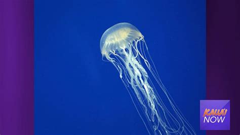 Box Jellyfish Sighted at Salt Pond Beach : Kauai Now : Kauai News & Information