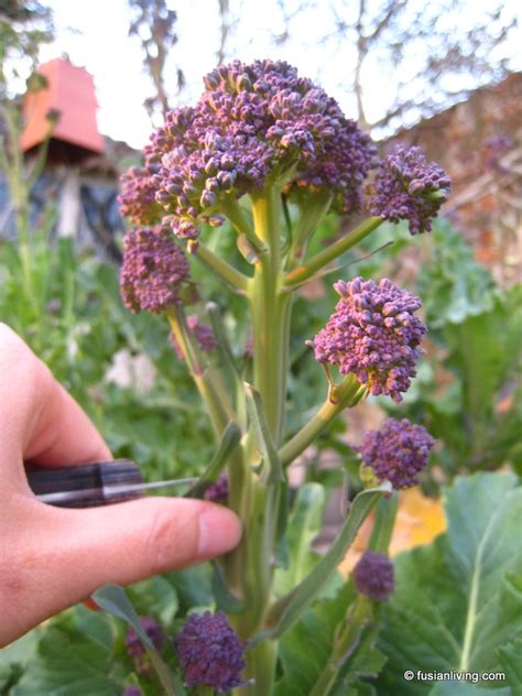 Its Time to Harvest the Purple Sprouting Broccoli! (Part 2) | Grow Your ...