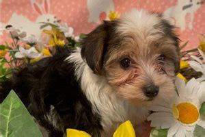 Dorkie Puppies for Sale from Reputable Dog Breeders