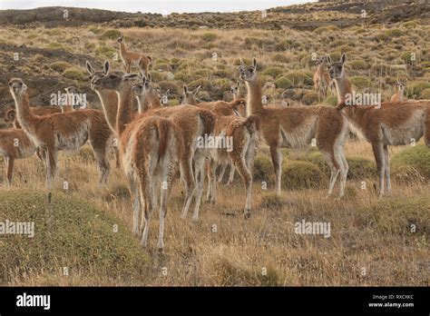 Wild guanacos in Patagonia National Park, Aysen, Patagonia, Chile Stock ...