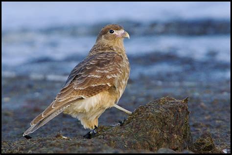 Chimango Caracara Page