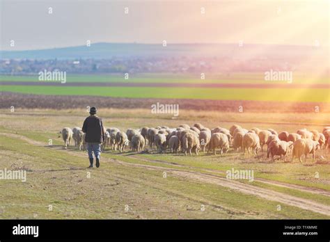 Shepherd and herd of sheep at the sunset with warm light Stock Photo - Alamy