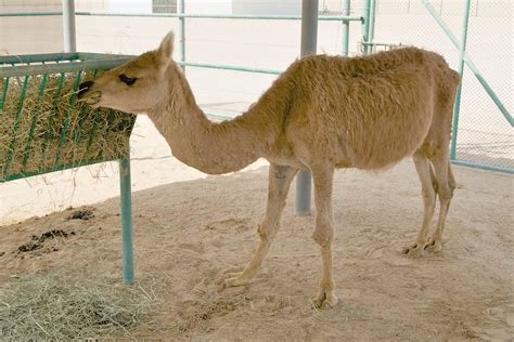 Cama - Llama/Camel crossbreed | This was the first of the 4 … | Flickr