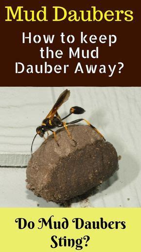 How to Get Rid of Mud Dauber Wasps. 10 Natural Methods To Get Rid Of ...