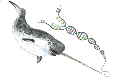 Narwhals have endured a million years with low genetic diversity, and they're thriving