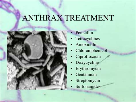 PPT - ANTHRAX BACILLUS ANTHRAX PowerPoint Presentation, free download ...