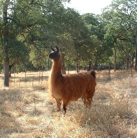 Soft Llama Wool Roving, Dark Fawn Color, Sold by the Pound - Etsy