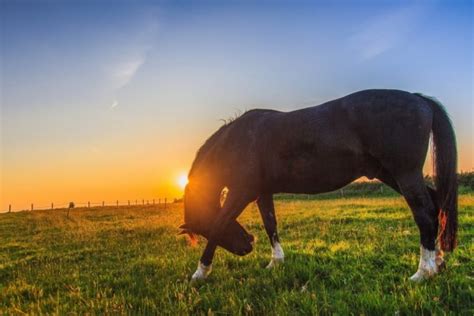 Wallpaper Hd, Horse, Sunset, Farm, Grass, - Horses In A Meadow Sunset - 1050x700 Wallpaper ...