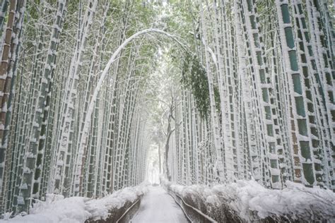 Let's get in touch with nature in Arashiyama!