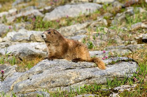 Olympic Marmot - Stock Image - C014/3287 - Science Photo Library