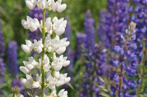 Lupine Flower: Meaning, Symbolism, and Colors | Pansy Maiden