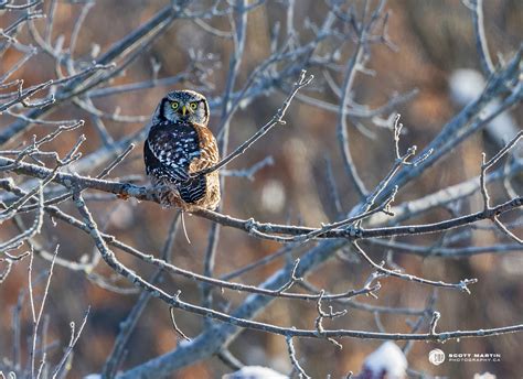 Northern Hawk Owl Caches Prey | Scott Martin Photography