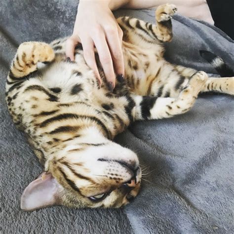 Bengal Cat Personality: 5 Unique (and Entertaining!) Traits - The Bengal Connection