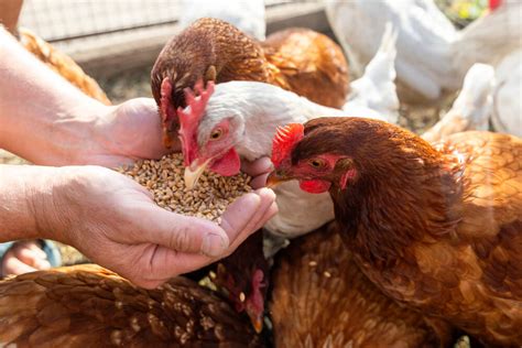 Best Organic Chicken Feed For Laying Hens Reviews 2022