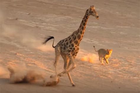 Animal attack video: Lion hunts giraffe in death fight footage | Daily Star