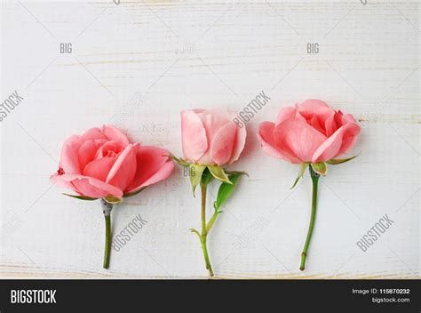 Pink Garden Roses Image & Photo (Free Trial) | Bigstock