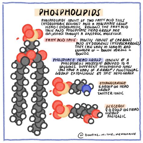 Phospholipids | Biochemistry, Stem students, Science chemistry