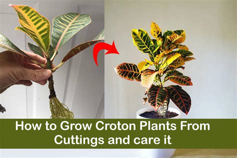 20+ Croton Plant Propagation | NecolNassima