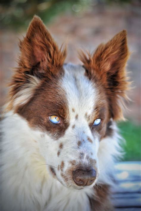 Brown Border Collie with Blue Eyes