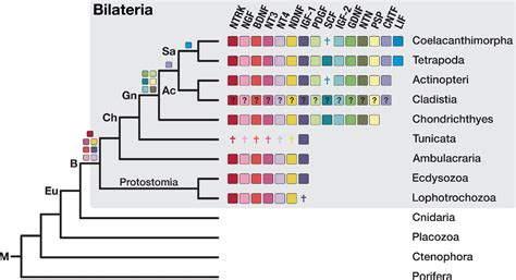 The genetic factors of bilaterian evolution | eLife