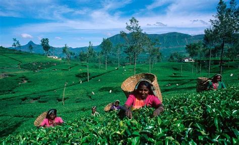 A heritage of excellence: the wonderful history of Ceylon Tea - EDB Blog