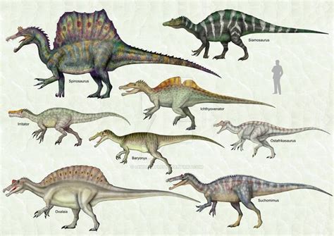 Spinosauridae | Spinosaurus, Prehistoric animals, Prehistoric wildlife