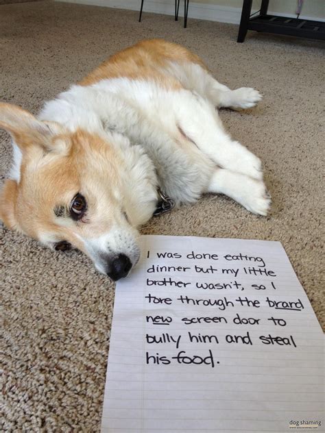 Bad corgi. Don't worry, you're still adorable. | Corgi, Corgi funny, Scary dogs