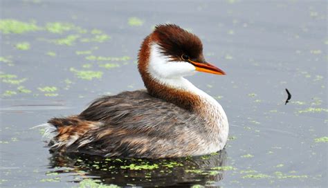 Wildlife – Lake Titicaca