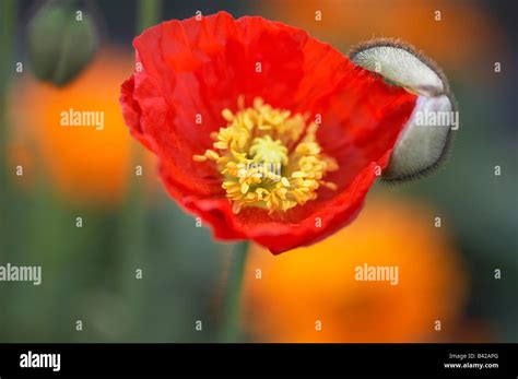 Papaver Nudicaule Garden Gnome Iceland Poppy Stock Photo - Alamy