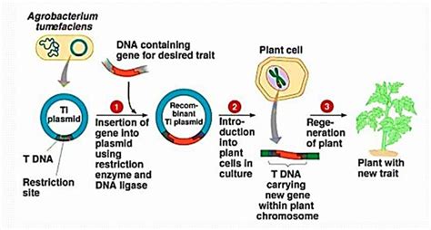 Agrobacterium-mediated plant transformation | Download Scientific Diagram