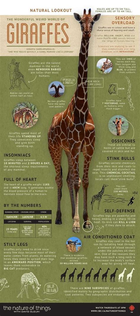 As It's World Giraffe Day, Heres An Infographic With Some Cool Facts ...