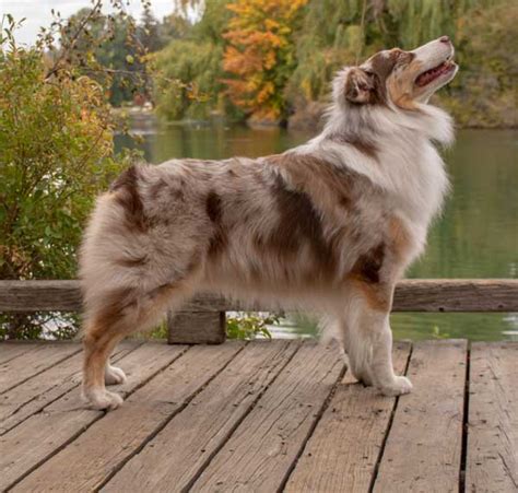 Australian Shepherd Breeders Oregon