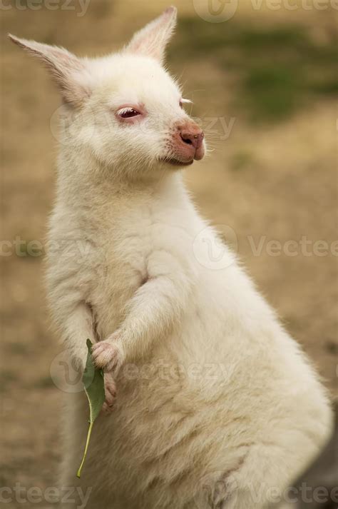 Albino wallaby 841942 Stock Photo at Vecteezy