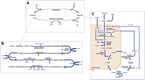 Figure summarising the role of (A) glutamine and glutamate synthesis,... | Download Scientific ...