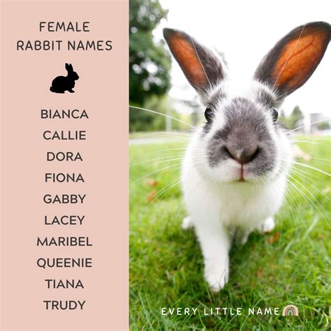 230+ Best Rabbit Names for Your Pet Bunny - Every Little Name