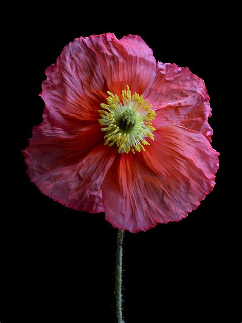 "Pink Poppy" by Nadia Culph. Paintings for Sale. Bluethumb - Online Art Gallery | Flower wall ...