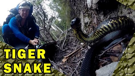 Tiger Snake Bites Caught on Video, Deadly Australian - YouTube