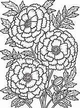 Coloring Pages Of Marigold Flowers sketch template