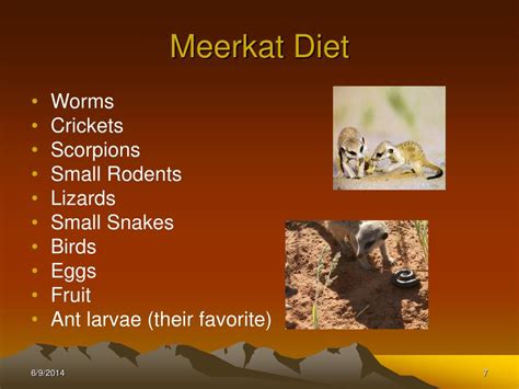 PPT - MEERKATS PowerPoint Presentation, free download - ID:4829