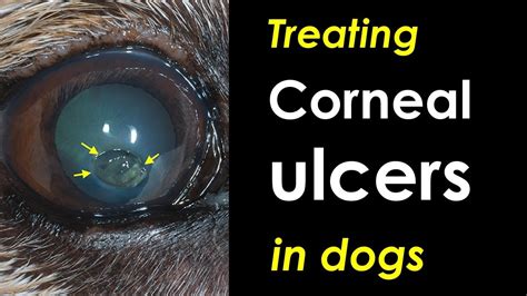 Treating corneal ulcers in dogs - YouTube