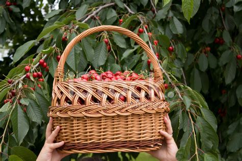 Cherries Harvest Stock Photo | Royalty-Free | FreeImages
