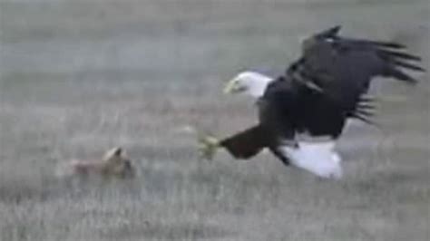 Eagle snatches fox holding rabbit in mouth in dramatic images | Fox News