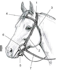 western bridle parts Diagram | Quizlet