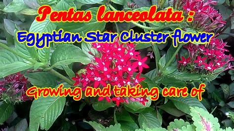 Egyptian Star Cluster Lanceolata