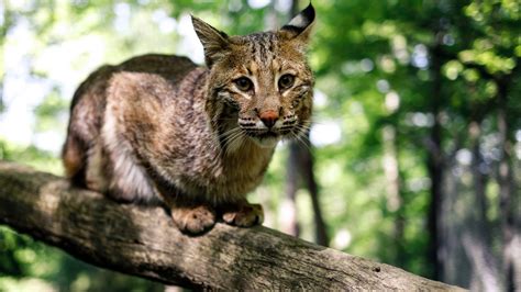 New West Virginia Wildlife Center biologist ready for busy summer - WVDNR