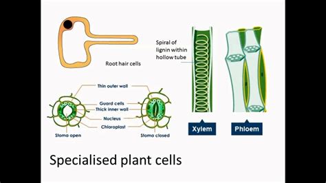 Plant Cell Diagram Quizlet : 1 / Diagram of a plant cell.