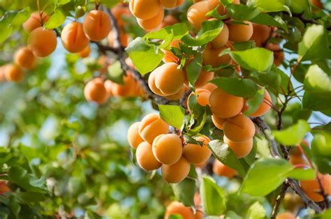 How to Plant and Grow an Apricot Tree