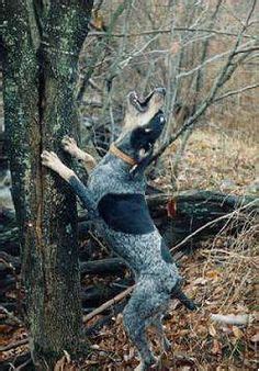 32 Bluetick Coonhounds ideas | bluetick coonhound, coonhound, dogs