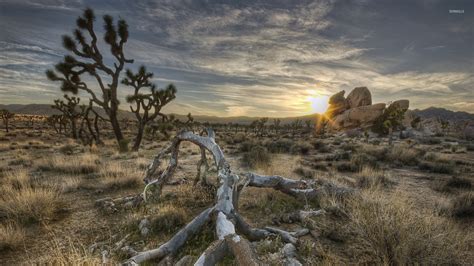 Joshua Tree National Park Wallpaper - WallpaperSafari